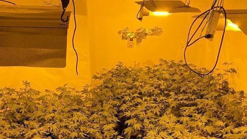 Man arrested after €432k in cannabis plants seized at growhouses in Ballinasloe and Athlone Man arrested after €432k in cannabis plants seized at growhouses in Ballinasloe and Athlone