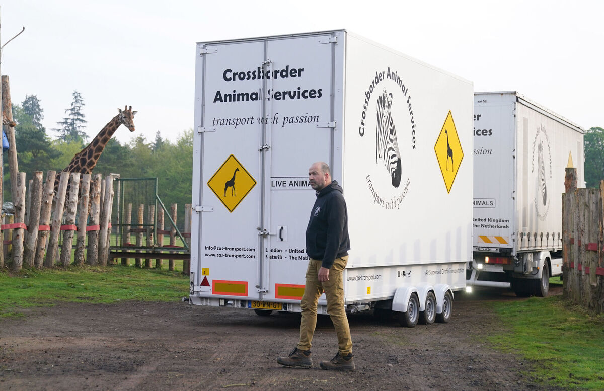 Noinin, a 7-year-old female Rothschild's giraffe, is unloaded from her specially designed transporter as she arrives at Blair Drummond Safari Park, Stirling, from Fota Wildlife Park in Ireland. Photo: Andrew Milligan/PA Wire