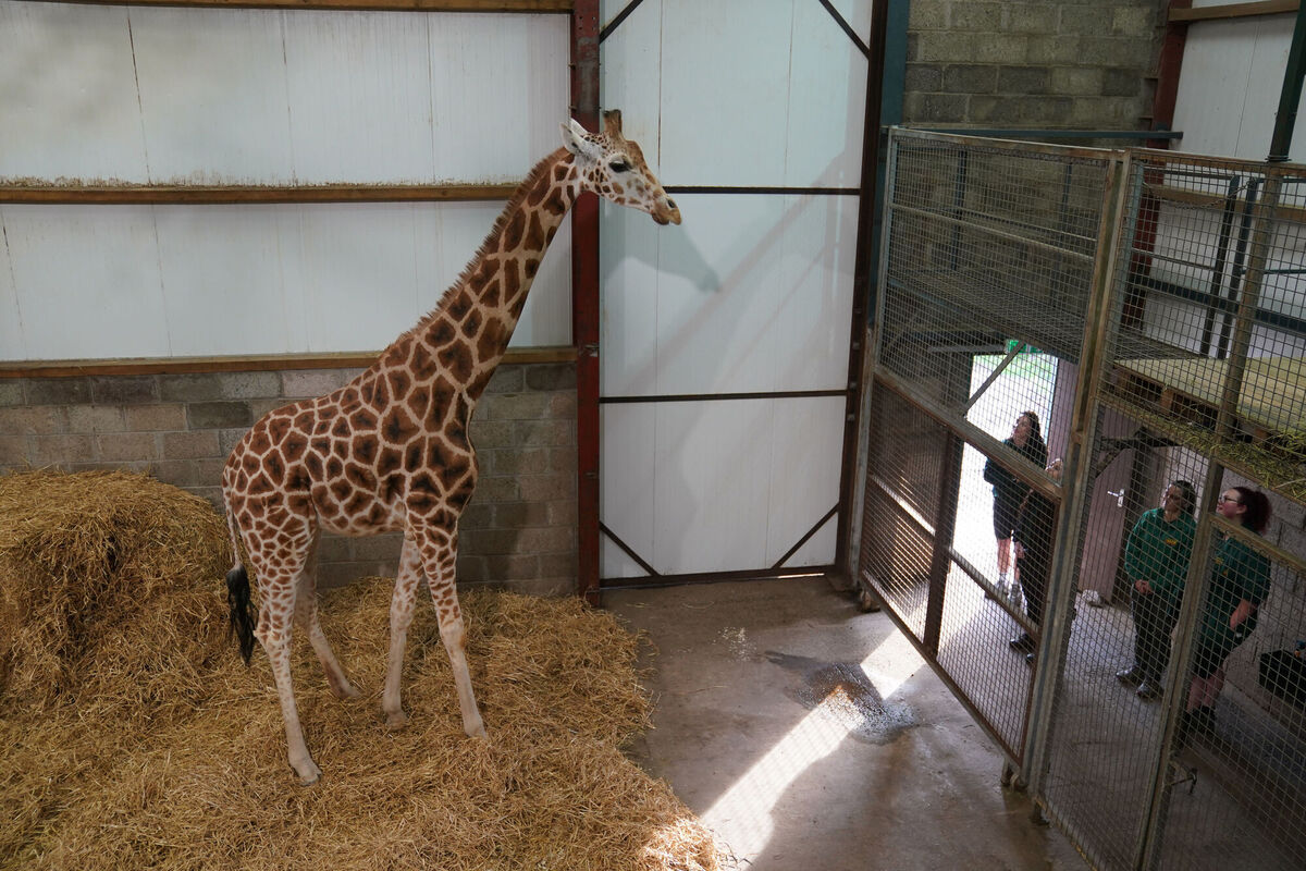 Noinin, a 7-year-old female Rothschild's giraffe. Photo: Andrew Milligan/PA Wire