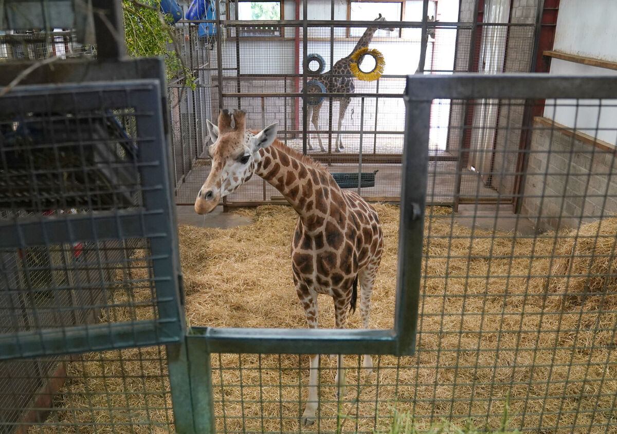 As part of the European Endangered Species Programme (EEP), Noinin is being introduced to Sifa, a Rothschild's giraffe who arrived at Blair Drummond in 2023. Photo: Andrew Milligan/PA Wire