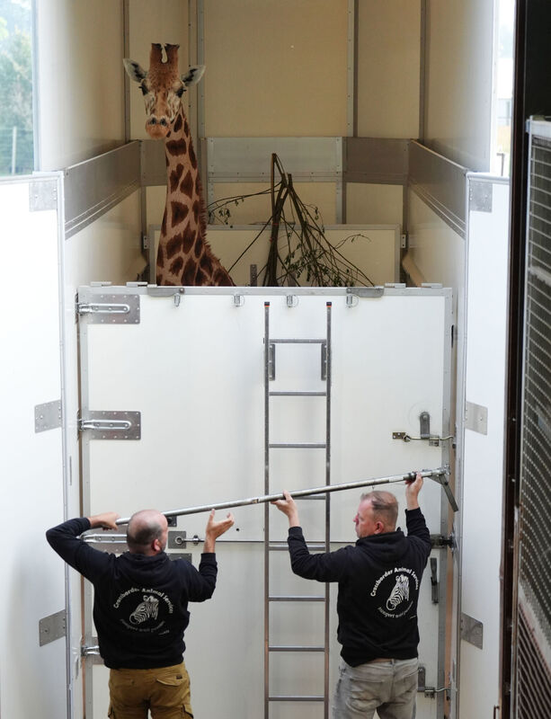 Noinin, a 7-year-old female Rothschild's giraffe, is unloaded from her specially designed transporter as she arrives at Blair Drummond Safari Park, Stirling, from Fota Wildlife Park in Ireland.Photo: Andrew Milligan/PA Wire Noinin, a 7-year-old female Rothschild's giraffe, is unloaded from her specially designed transporter as she arrives at Blair Drummond Safari Park, Stirling, from Fota Wildlife Park in Ireland.Photo: Andrew Milligan/PA Wire