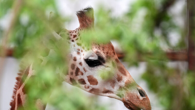 Pictures: Female giraffe arrives at Scottish safari park from Cork's Fota Wildlife 