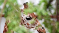 Noinin the giraffe