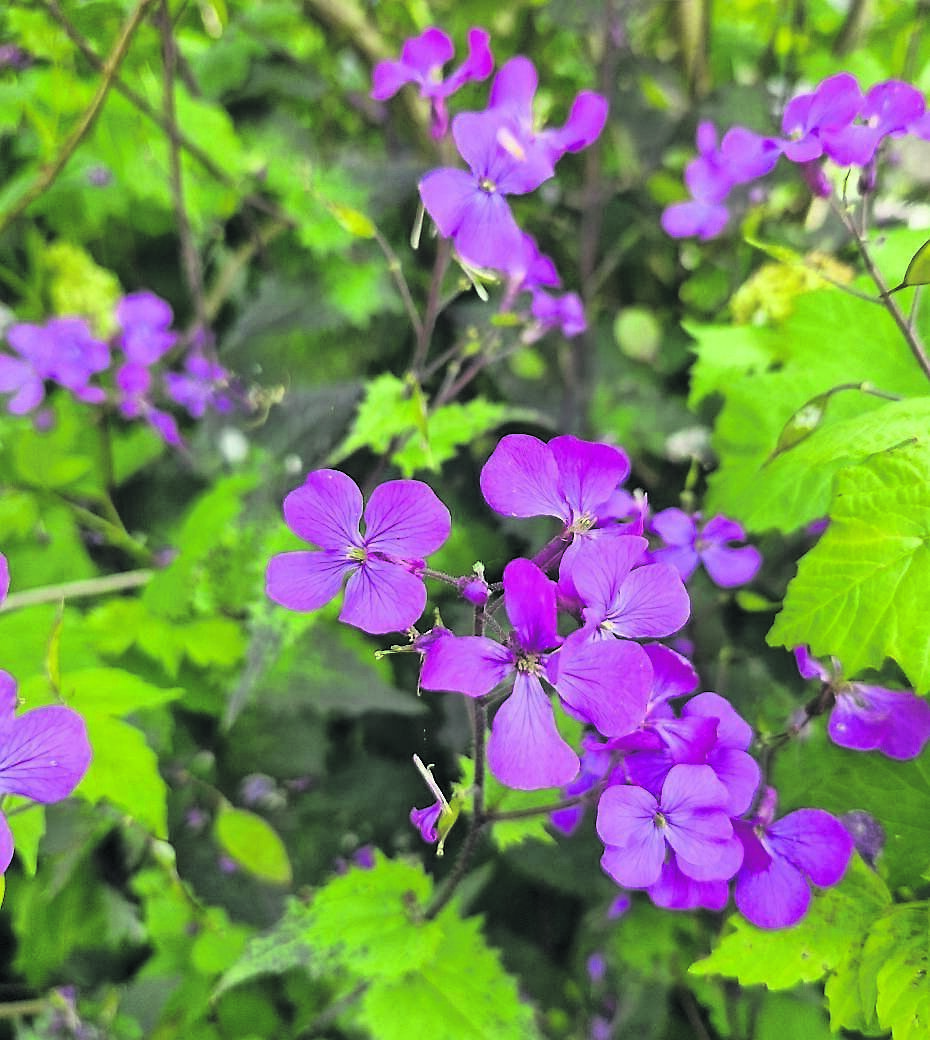 Lunaria annua ‘Chedglow’ is a great self-seeding biennial Lunaria annua ‘Chedglow’ is a great self-seeding biennial