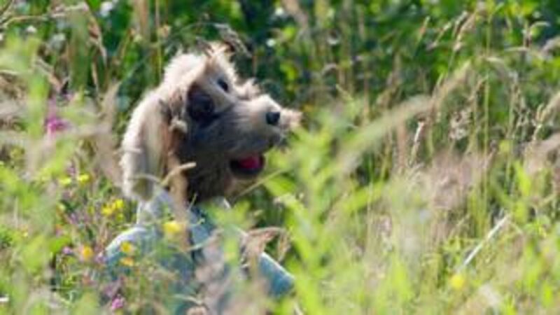Cork puppet-master’s dog has its day on new series Cork puppet-master’s dog has its day on new series