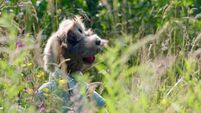 Cork puppet-master’s dog has its day on new series 