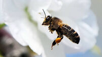 Spring Weather March 2025