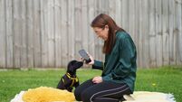 Digital platform shows you how to train a puppy