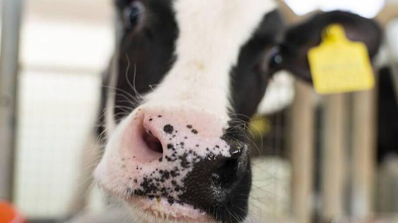 John Arnold: I poured holy water on calves to mark the merry month of May