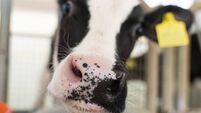 Baby calves in a barn