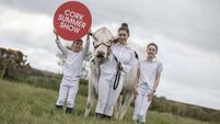 Exciting programme lined up for biggest ever Cork Summer Show  
