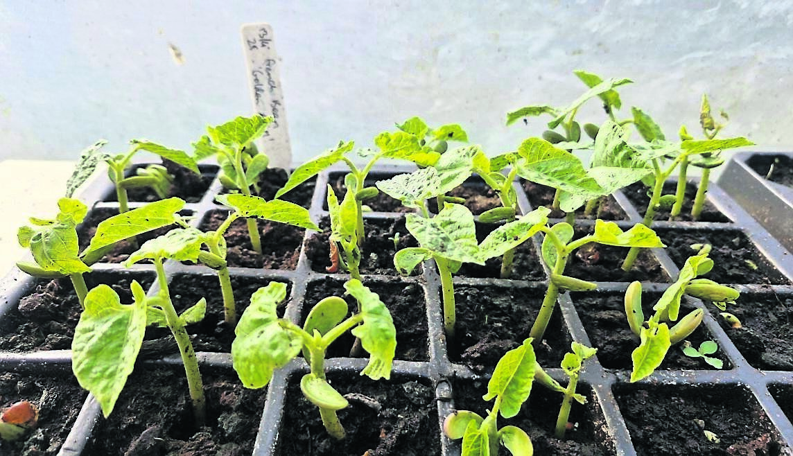 Seed sowing, pricking out, potting on and planting out are all happening right now in the kitchen garden Seed sowing, pricking out, potting on and planting out are all happening right now in the kitchen garden