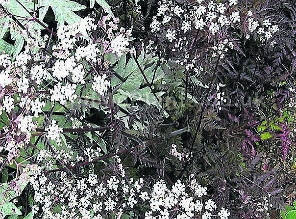 Anthriscus sylvestris, ‘Ravenswing’, with its attractive red foliage contrasting with pink-white umbel flowers Anthriscus sylvestris, ‘Ravenswing’, with its attractive red foliage contrasting with pink-white umbel flowers