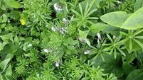 In the garden: Laying the groundwork for the summer and dealing with slugs 