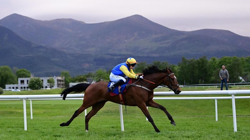 Jody Towened reaching new heights with royal approval for Leopardstown trip