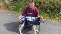 High Miss of Griffin United continues her dominance of the Cork draghunting scene with a fourth win in a row