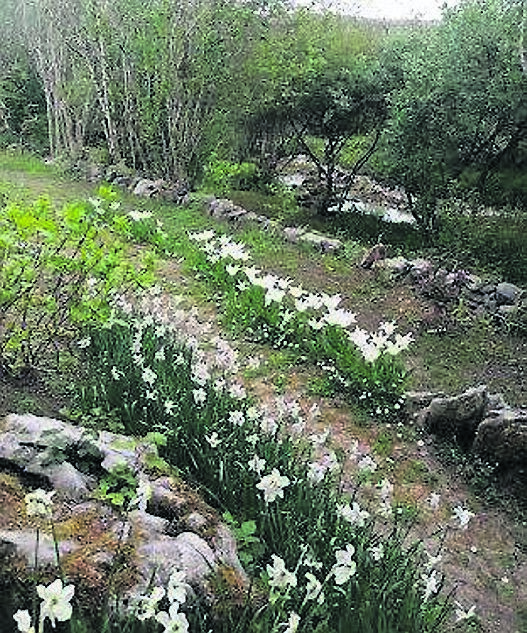 Narcissus poeticus var. recurvus and tulipa ‘white triumphator‘ planted above the river at Caher Bridge Garden. Narcissus poeticus var. recurvus and tulipa ‘white triumphator‘ planted above the river at Caher Bridge Garden.