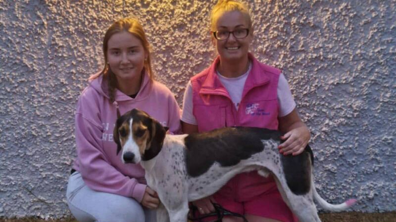 High Miss of Griffin United records her fifth consecutive draghunt success