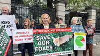 Fox hunting