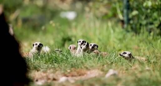 Three meerkat pups have been born to mother Biggy and father Snaggles at Fota Wildlife Park.