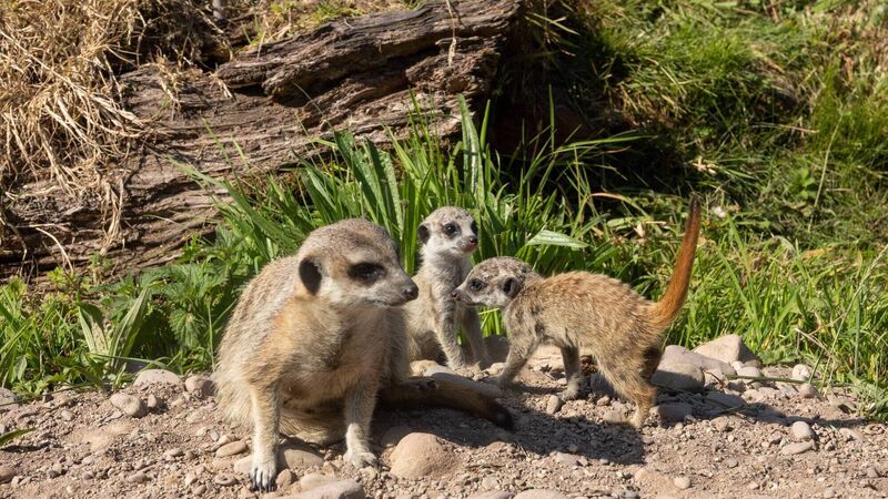 'Baby boom' sees new meerkats and bison at Cork's Fota Wildlife Park