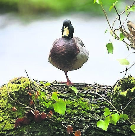 A mallard duck rests on a fallen tree trunk over the Curraheen River in Bishopstown.