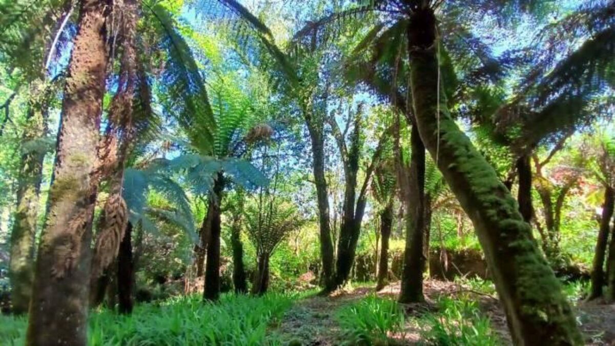 Gardening: Jurassic park in Kerry well worth a visit