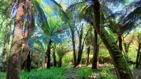 Gardening: Jurassic park in Kerry well worth a visit