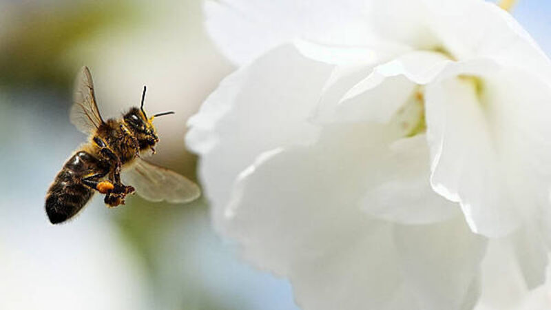 Ireland has warmest spring in 126 years – Met Éireann Ireland has warmest spring in 126 years – Met Éireann