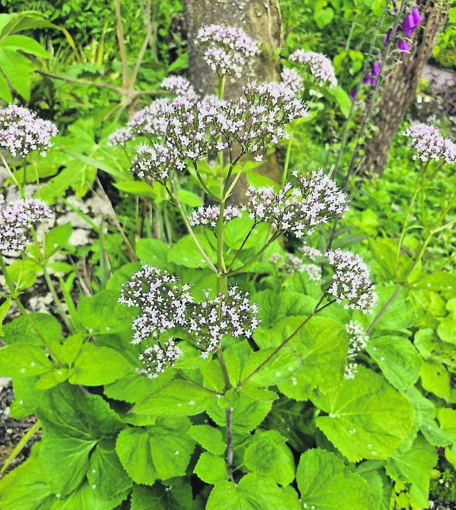 Valeriana pyrenaica with its pretty pale purple flowers and heart-shaped leaves provides plenty of nectar and pollen for visiting insects. 