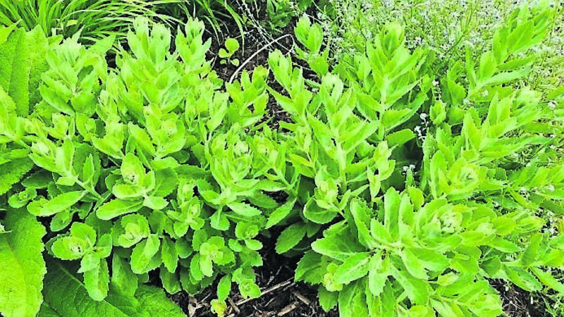 In the garden: Giving consideration to the 'Chelsea Chop'