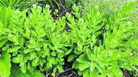 In the garden: Giving consideration to the 'Chelsea Chop'