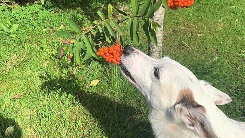 Woman receives plastic surgery on injuries after pitbull attack which killed pet Woman receives plastic surgery on injuries after pitbull attack which killed pet