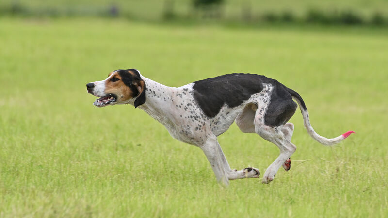 Knockane Jack wins Senior International Draghunt after thrilling finish