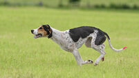 Knockane Jack wins Senior International Draghunt after thrilling finish
