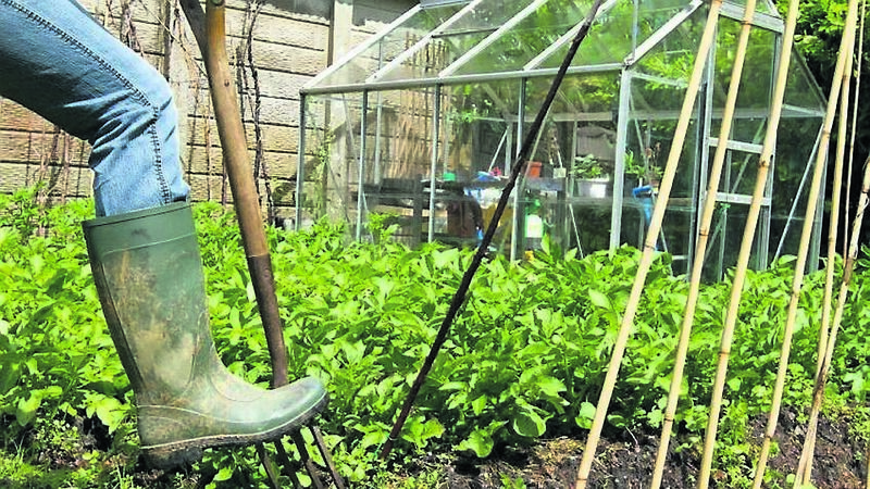 Cork Views: Turn your garden into a fruit and veg larder Cork Views: Turn your garden into a fruit and veg larder