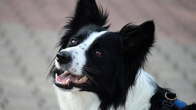 Dogs Trust issues hot weather warning for dog owners