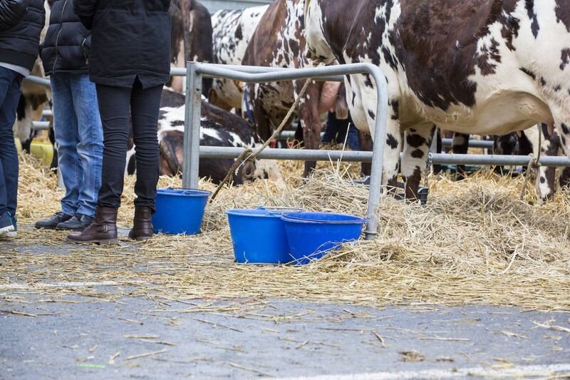 Cows are important, but way down the pecking order of family, children and grandchildren, says John. Cows are important, but way down the pecking order of family, children and grandchildren, says John.