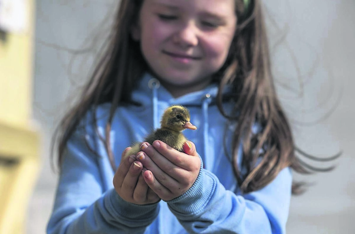 Emily McCarthy, Blackrock, holding a two-day-old duckling at the Cork Summer Show at Curraheen Showgrounds. Picture: Clare Keogh
Emily McCarthy, Blackrock, holding a two-day-old duckling at the Cork Summer Show at Curraheen Showgrounds. Picture: Clare Keogh