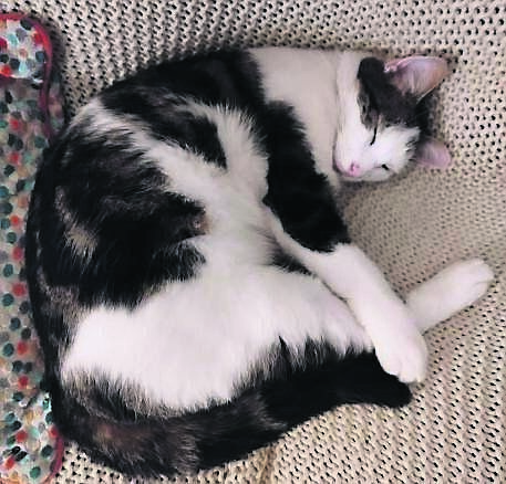Oreo has been missing from the Blackrock area since June 7. Oreo has been missing from the Blackrock area since June 7.