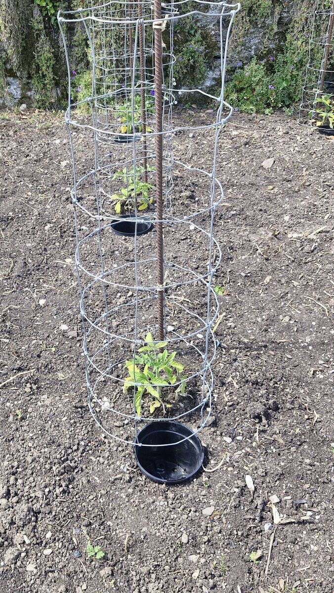 Interesting staking and water reservoir ideas for outdoor tomatoes at Lismore Castle Gardens.jpg Interesting staking and water reservoir ideas for outdoor tomatoes at Lismore Castle Gardens.jpg