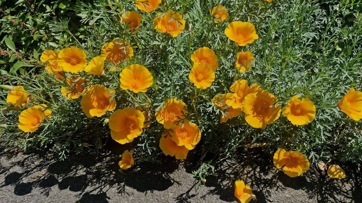 In the garden: Dealing with the surge in growth 