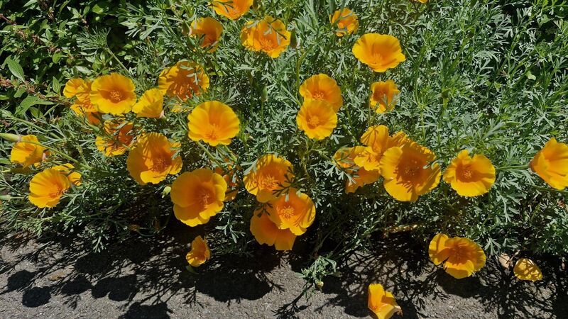In the garden: Dealing with the surge in growth In the garden: Dealing with the surge in growth