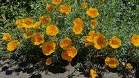 In the garden: Dealing with the surge in growth 