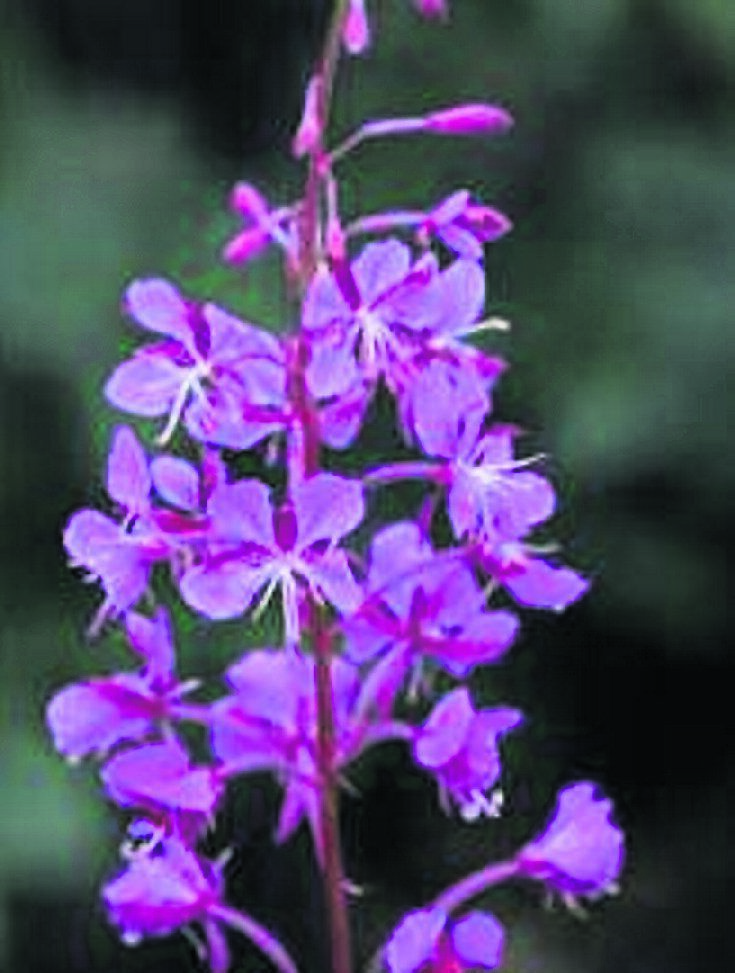 Rosebay Willowherb, or fireweed, is a common sight in hedgerows and waste ground, flowering during summer. Rosebay Willowherb, or fireweed, is a common sight in hedgerows and waste ground, flowering during summer.