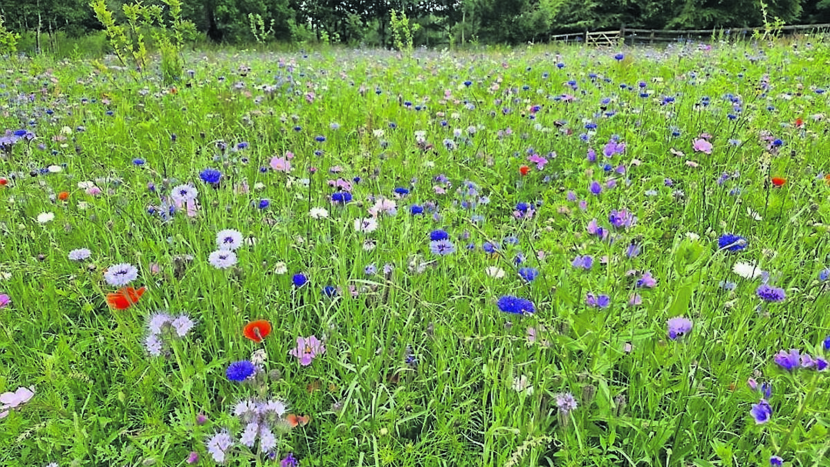 In the garden: Wildflowers to add a dash of colour