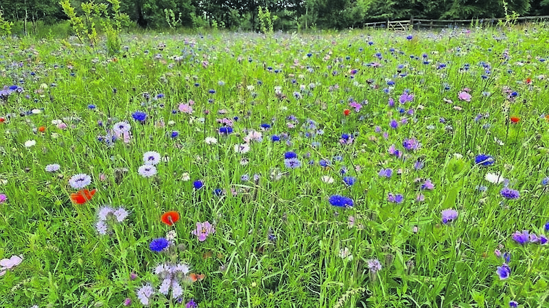 In the garden: Wildflowers to add a dash of colour In the garden: Wildflowers to add a dash of colour