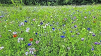 In the garden: Wildflowers to add a dash of colour