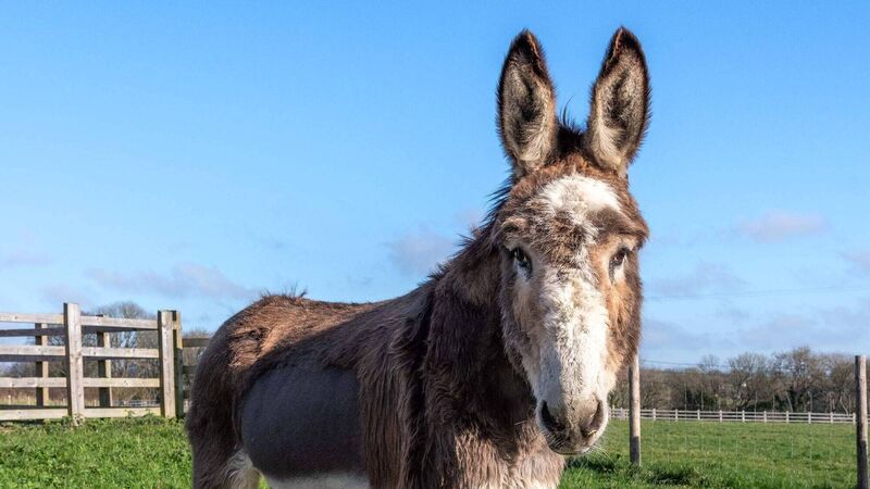 Donkey sanctuary to host annual summer picnic event Donkey sanctuary to host annual summer picnic event