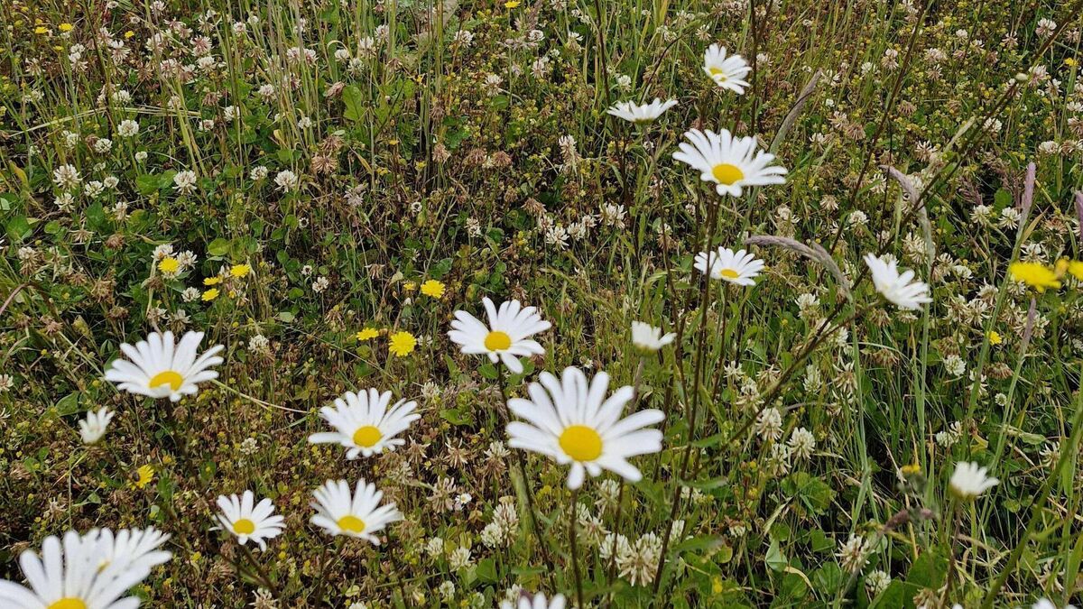 Áilín Quinlan: Grasshoppers, daisy chains, and that malfunctioning hob